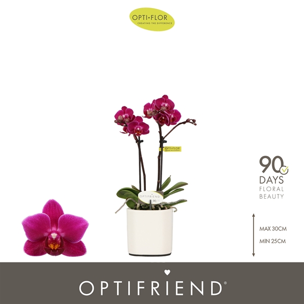 Phalaenopsis hybrida Emma In Piemonte White