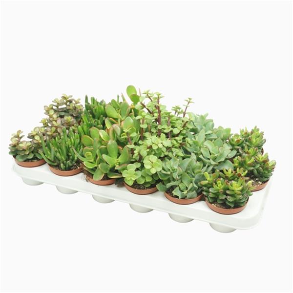 Crassula argentea Mix