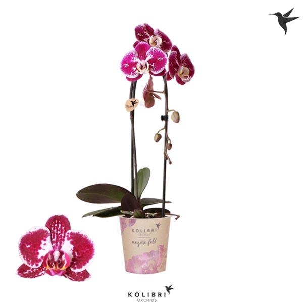 Phalaenopsis hybrida Niagara Fall Spotty