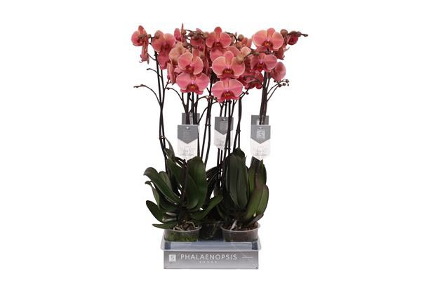 Phalaenopsis hybrida Narbonne