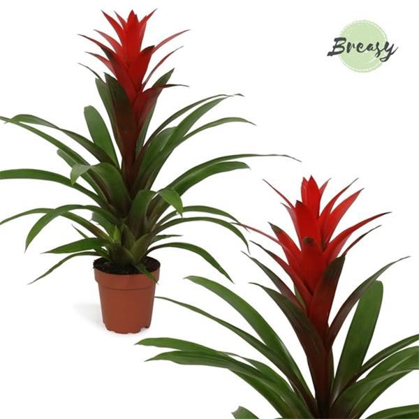 Guzmania hybrida Suerte Red