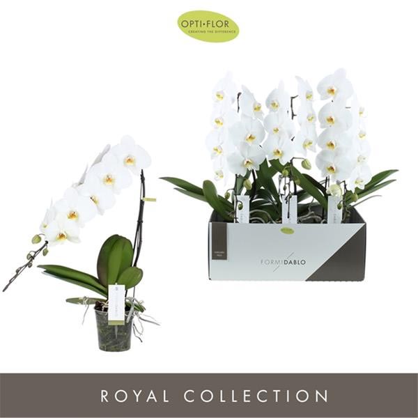 Phalaenopsis hybrida Formidablo Niagara Falls