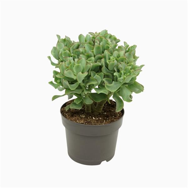 Crassula arborescens Krul
