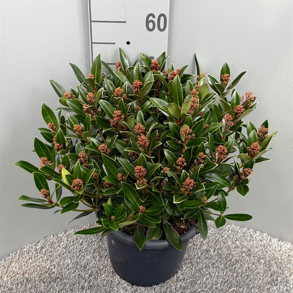 Skimmia japonica Rubesta