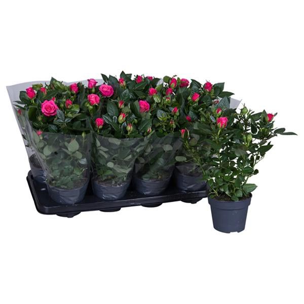 Rosa hybrida Dunkel Pink