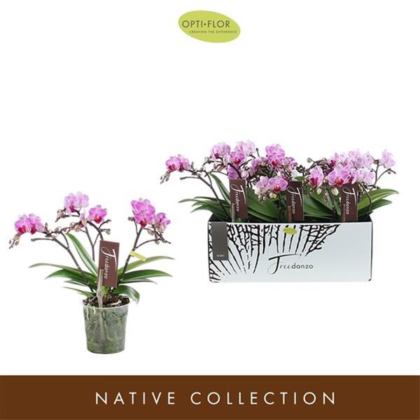 Phalaenopsis hybrida Freedanzo Robin