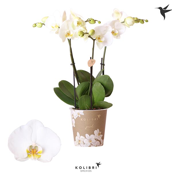 Phalaenopsis hybrida Jewel Ghent