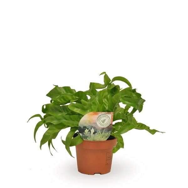 Asplenium antiquum Hurricane