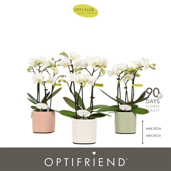 Phalaenopsis hybrida Sandra In Piemonte Mix