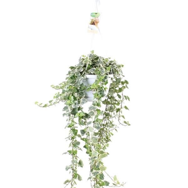 Hedera helix White Wonder