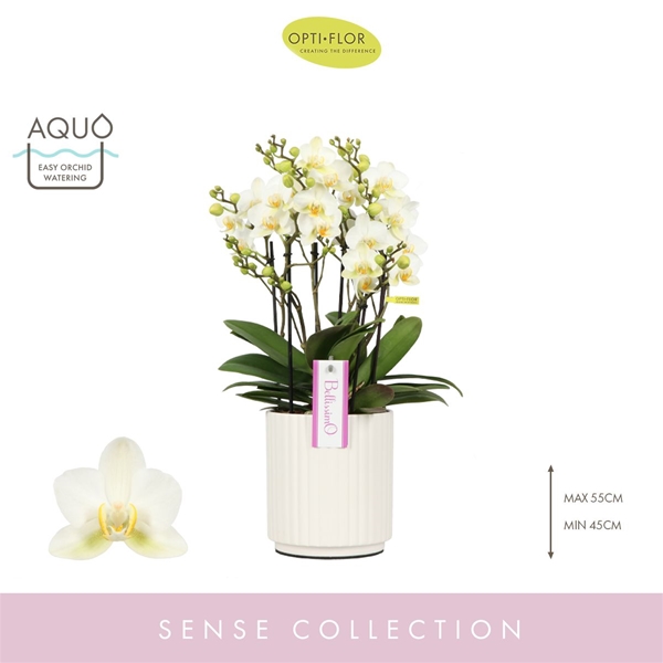 Phalaenopsis hybrida Bellissimo Bella In White Molise