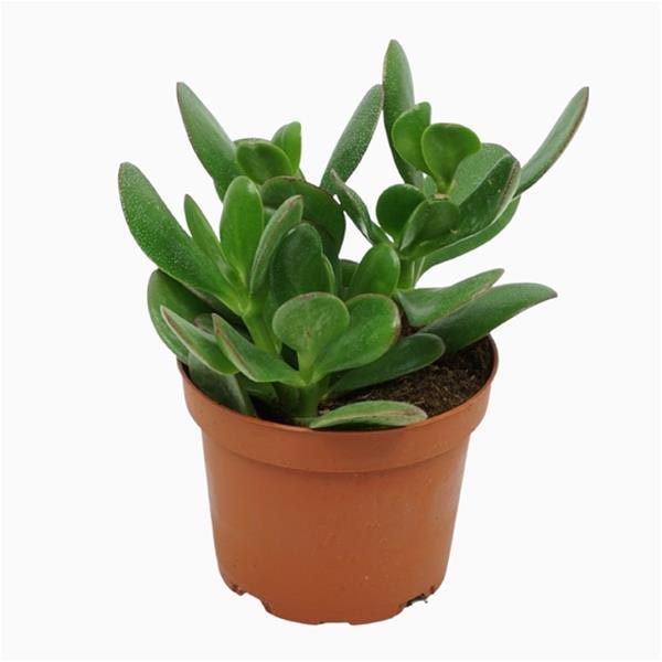 Crassula ovata Portulaca