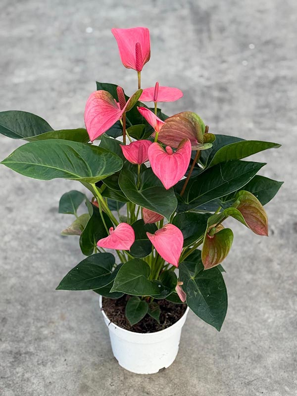 Anthurium andreanum Rosa Champion