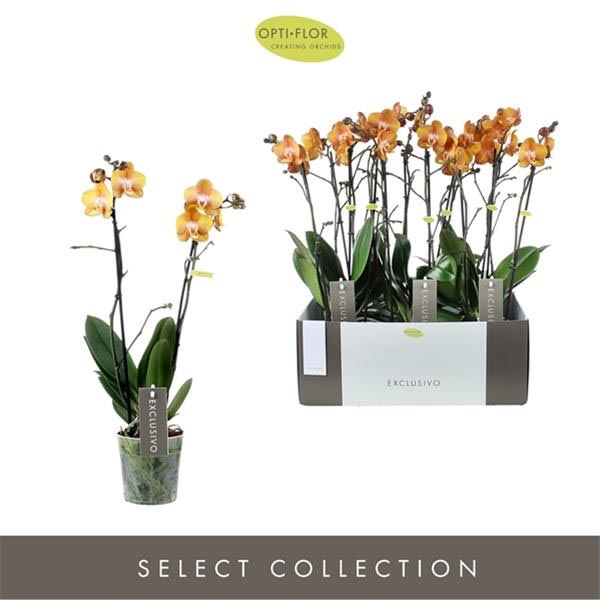 Phalaenopsis hybrida Multiflora Las Vegas