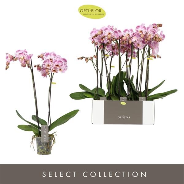 Phalaenopsis hybrida Sorano