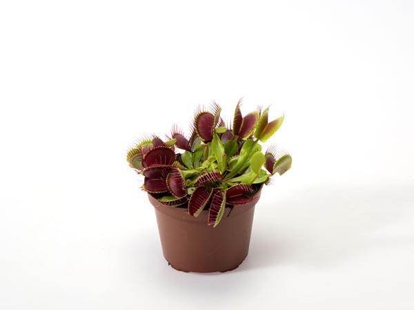 Dionaea muscipula Venusfliegenfalle