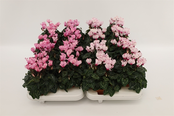 Cyclamen persicum Victoria Mixlage