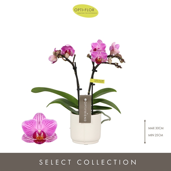 Phalaenopsis hybrida Lotte In Piemonte White