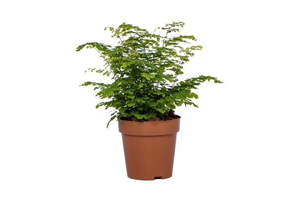 Adiantum raddianum Fritz Luthi