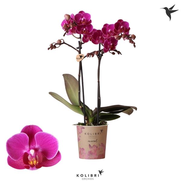 Phalaenopsis hybrida Multiflora Merida