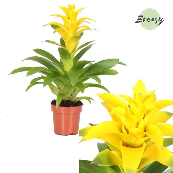 Guzmania hybrida Diana