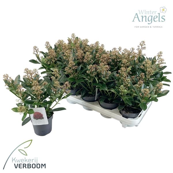 Skimmia japonica Rubella 7+
