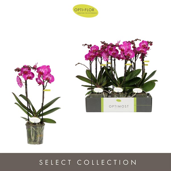 Phalaenopsis hybrida Multiflora Roma