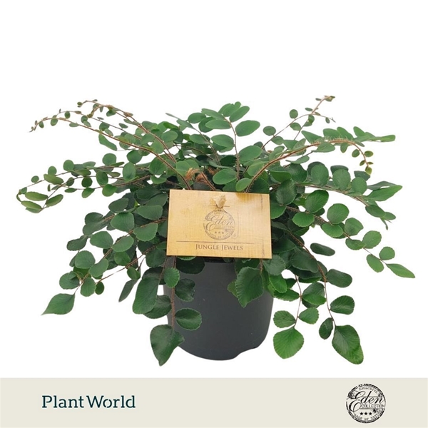 Pellaea rotundifolia