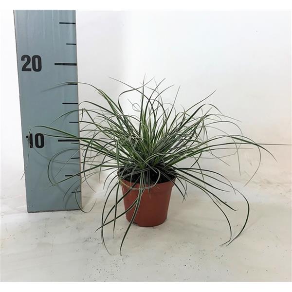 Carex conica Snowline