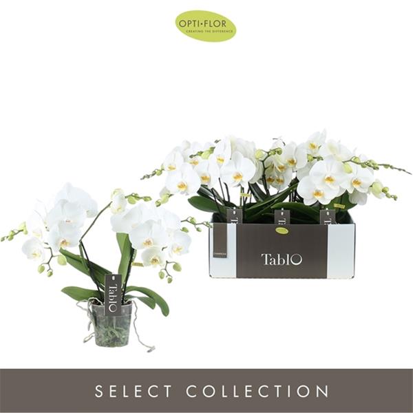 Phalaenopsis hybrida Tablo Champagne