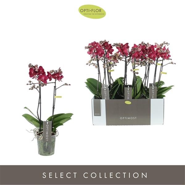 Phalaenopsis hybrida Multiflora Red Lion