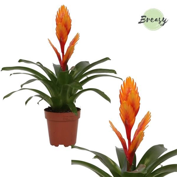 Vriesea hybrida Intenso Orange