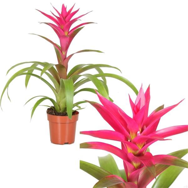 Guzmania hybrida Voila