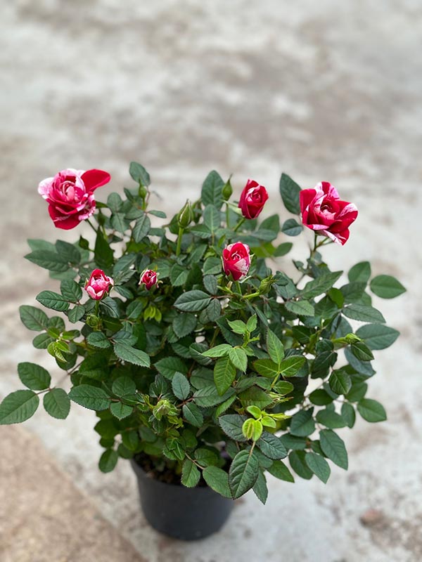 Rosa hybrida Gigi Party