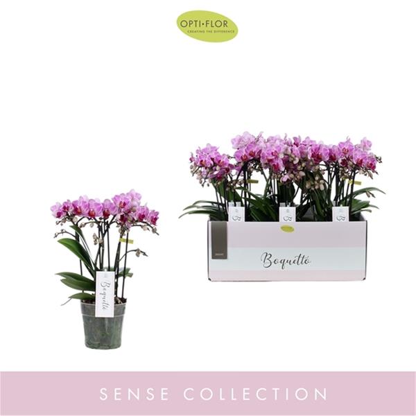 Phalaenopsis hybrida Boquetto Delight