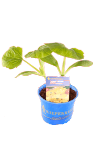 Cucurbita pepo Kürbis Pepo Mix