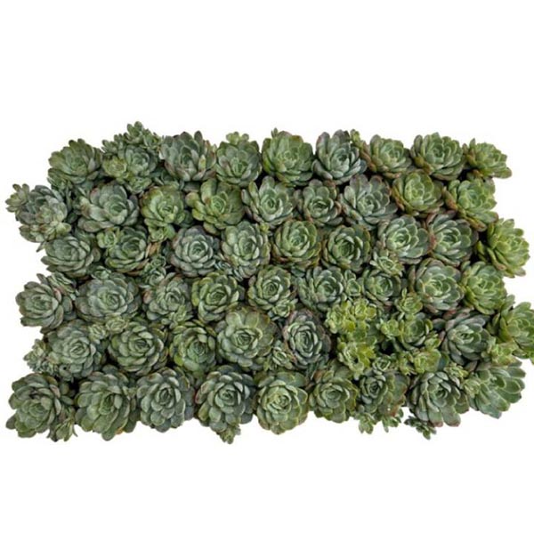 Echeveria elegans Ohne Topf