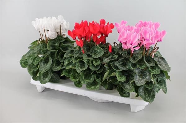 Cyclamen persicum Super Serie Mix
