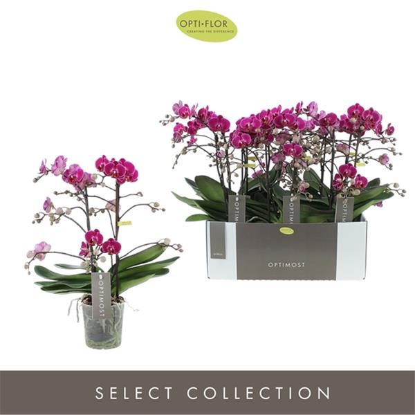 Phalaenopsis hybrida Multiflora Morelia