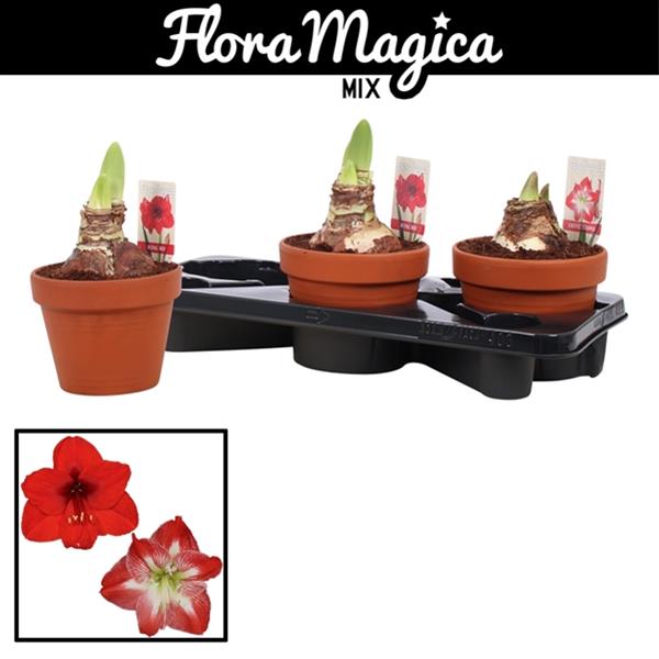 Amaryllis bella-donna Mix Stein Topf