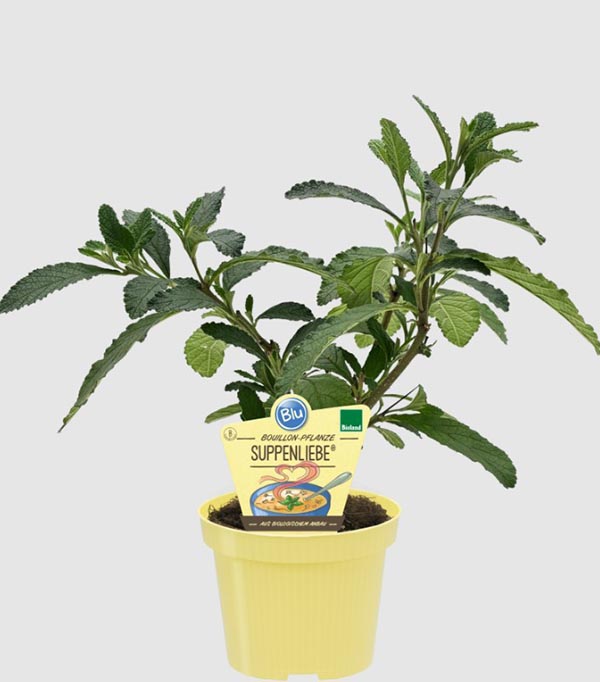 Cordia verbenacea Bio-Suppenliebe