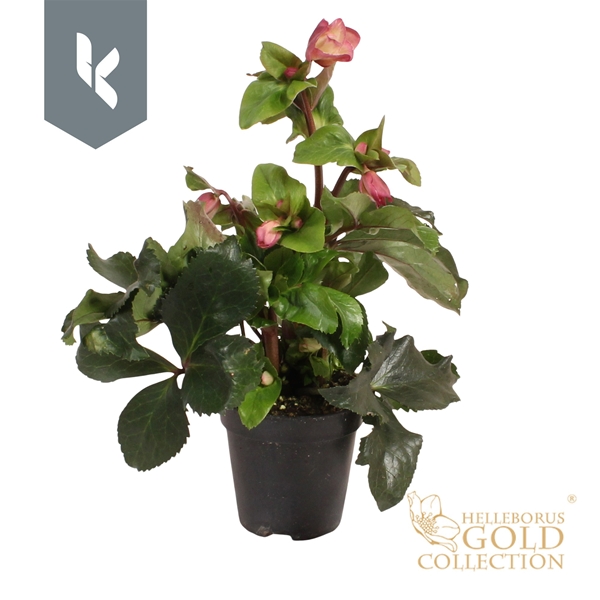 Helleborus hybrida Ice N Roses Early Pink