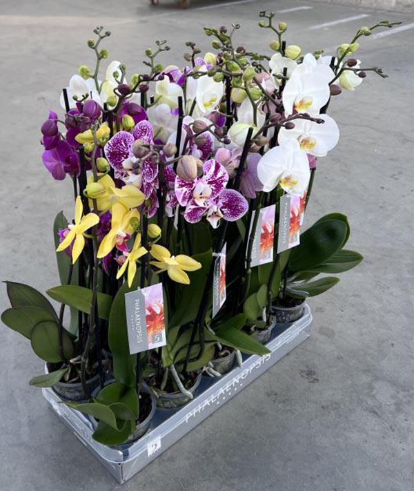 Phalaenopsis hybrida Mix