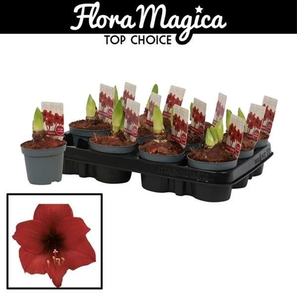Amaryllis bella-donna Kolibri Top Choice
