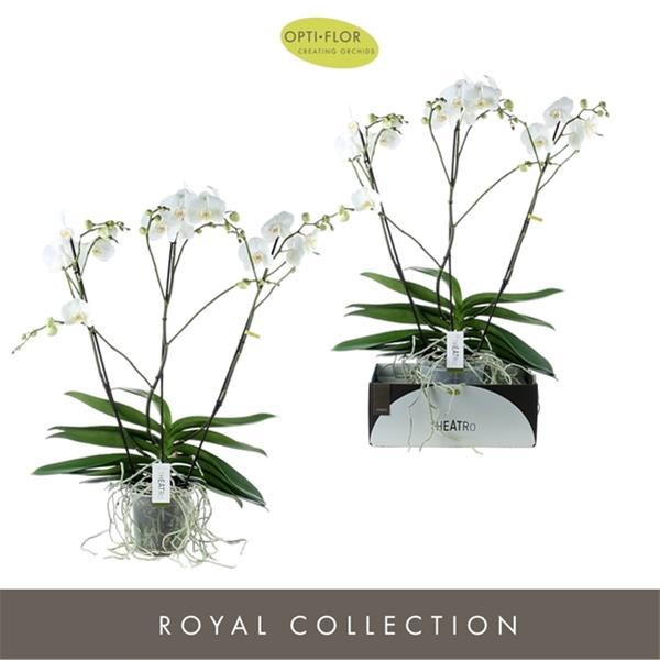 Phalaenopsis hybrida Theatro Classico