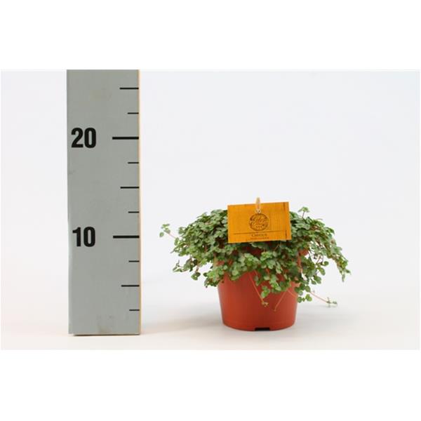 Pilea glauca Greyzy