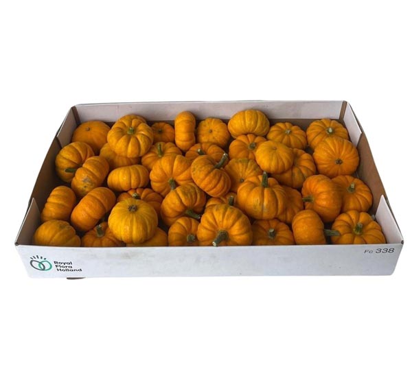 Cucurbita pepo Kürbis Jack Be Little