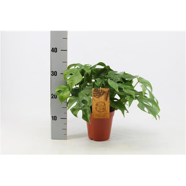 Monstera deliciosa Minima