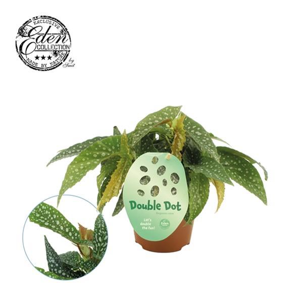 Begonia maculata Cane Double Dot