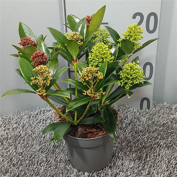 Skimmia japonica Tricolour
